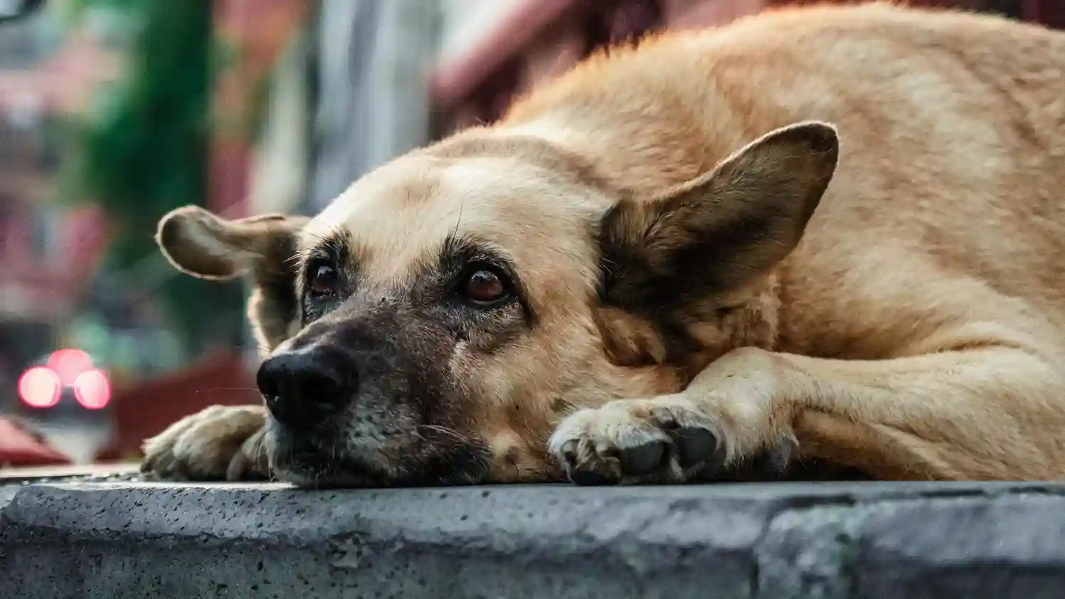 Justicia para lulú